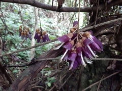 Mucuna hainanensis