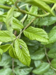 Argyresthia oreasella