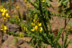 Adenocarpus viscosus image