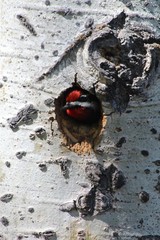Sphyrapicus nuchalis