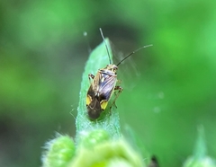 Miridae