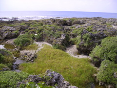 Zoysia matrella