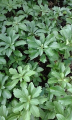 Pachysandra
