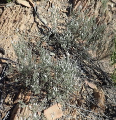 Eriocephalus capitellatus