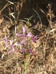 Clarkia xantiana