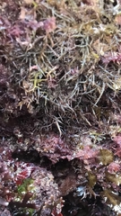 Chondracanthus acicularis