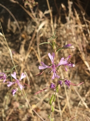 Clarkia xantiana
