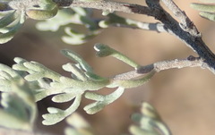 Eriocephalus capitellatus