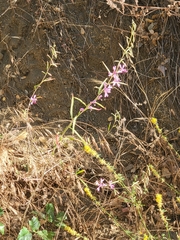 Clarkia xantiana