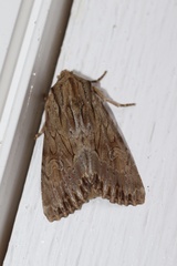 Andropolia