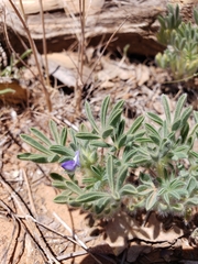 Lupinus brevicaulis