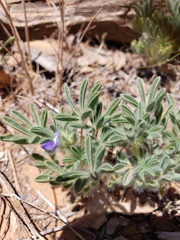 Lupinus brevicaulis