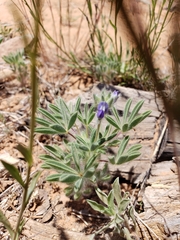 Lupinus brevicaulis