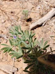 Lupinus brevicaulis