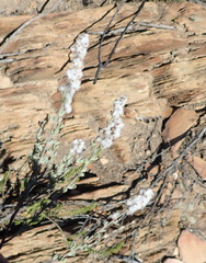 Eriocephalus capitellatus