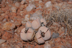 Dinteranthus wilmotianus