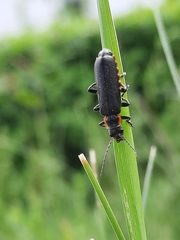 Cantharis