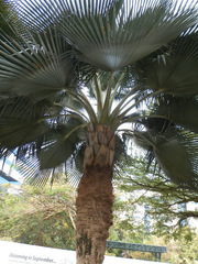 Copernicia baileyana