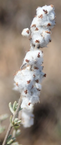 Image of Eriocephalus capitellatus by (c) Nicola van Berkel, some rights reserved (CC BY-SA)