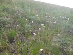 Clausia agideliensis