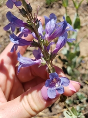 Penstemon pachyphyllus congestus