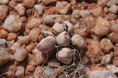 Dinteranthus wilmotianus