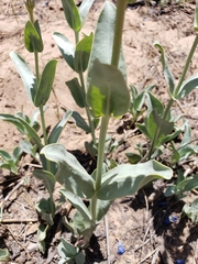 Penstemon pachyphyllus congestus