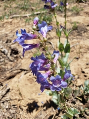 Penstemon pachyphyllus congestus