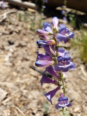Penstemon pachyphyllus congestus