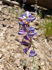Penstemon pachyphyllus congestus