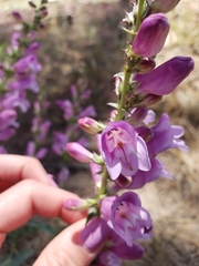 Penstemon laevis