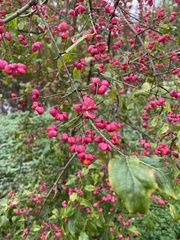 Euonymus europaeus
