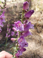 Penstemon laevis