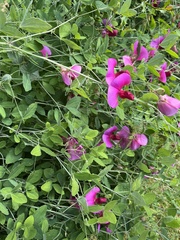Lathyrus grandiflorus