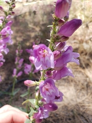 Penstemon laevis