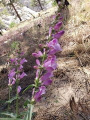 Penstemon laevis