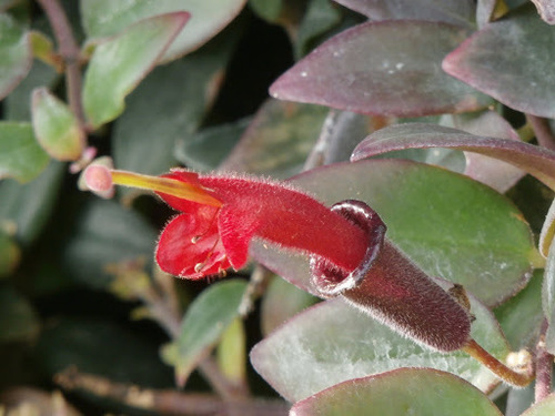 Aeschynanthus pulcher