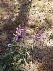 Penstemon laevis