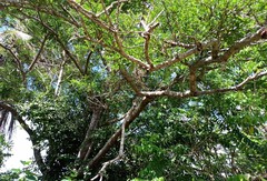Machaerium hirtum