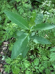 Apocynum cannabinum
