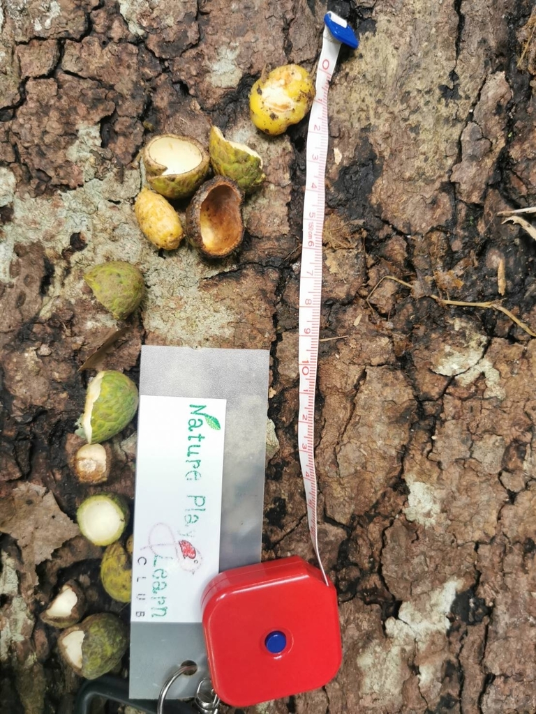 Trường – Xerospermum noronhianum