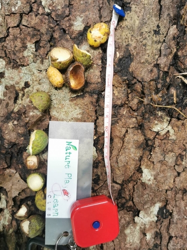 Xerospermum noronhianum, 2022-06-05