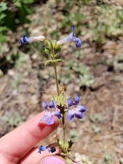 Penstemon humilis obtusifolius