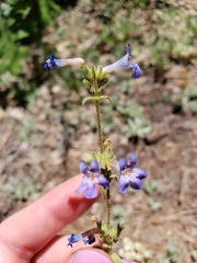 Penstemon humilis obtusifolius