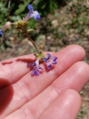 Penstemon humilis obtusifolius