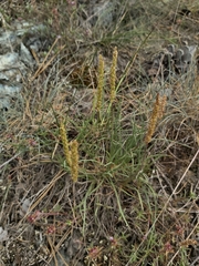 Plantago maritima serpentina