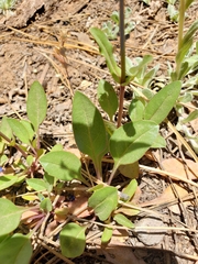Penstemon humilis obtusifolius