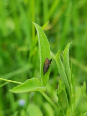 Dichrorampha plumbana