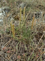 Plantago maritima serpentina