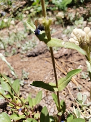 Penstemon humilis obtusifolius